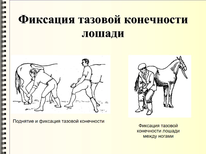 Фиксация тазовой конечности лошади Поднятие и фиксация тазовой конечности  Фиксация тазовой конечности лошади